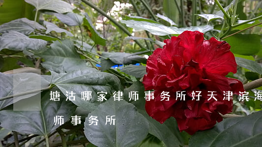 塘沽哪家律师事务所好(天津滨海新区塘沽律师事务所)