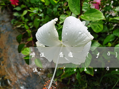 增值稅普通發(fā)票稅率是多少其與增值稅專(zhuān)用發(fā)票的區(qū)別是什么（增值稅普通發(fā)票和增值稅專(zhuān)用發(fā)票的區(qū)別）