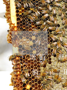 增值稅普通發(fā)票稅率是多少其與增值稅專用發(fā)票的區(qū)別是什么（增值稅普通發(fā)票和增值稅專用發(fā)票的區(qū)別）
