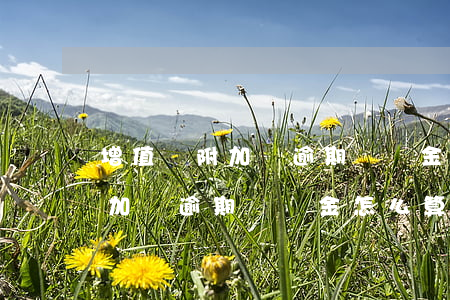 增值稅附加稅逾期滯納金怎么算-增值稅附加稅逾期滯納金怎么算的