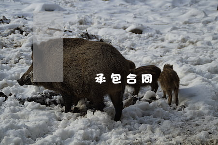 墻裝飾承包合同