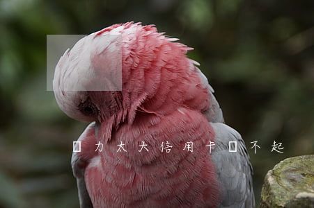 壓力太大信用卡還不起