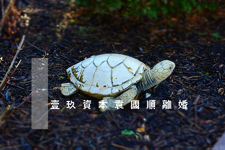 壹玖資本袁國順離婚