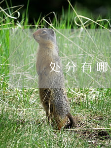 处分有哪几种(纪律处分有哪几种类型)
