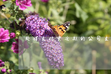 处理支付宝逾期的公司(支付宝如何处理逾期)