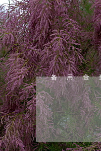 备用金到时间逾期2天(备用金逾期两三天)