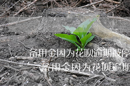 备用金因为花呗逾期被停用后多久会给开放-备用金因为花呗逾期被停用后多久会给开放额度