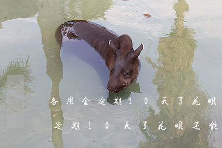 备用金逾期10天了花呗还能用吗-备用金逾期10天了花呗还能用吗怎么办