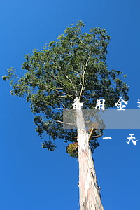 备用金逾期一天被锁了怎么恢复-备用金逾期一天被锁了怎么恢复使用