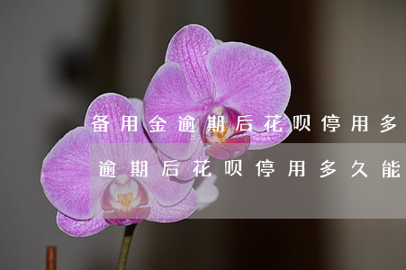 备用金逾期后花呗停用多久能恢复-备用金逾期后花呗停用多久能恢复正常