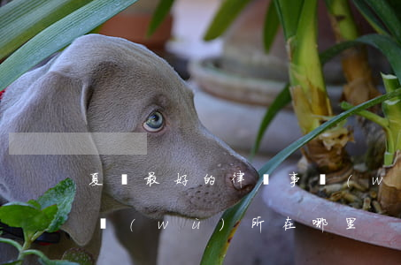 夏縣最好的律師事務(wù)所(夏縣律師事務(wù)所在哪里)