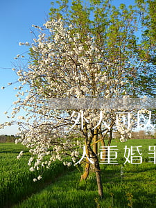 外人可以告他人重婚嗎(以什么關系才能告別人重婚罪)
