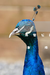 外包公司什么意思呢（建筑工程分包合法的基本條件是什么）