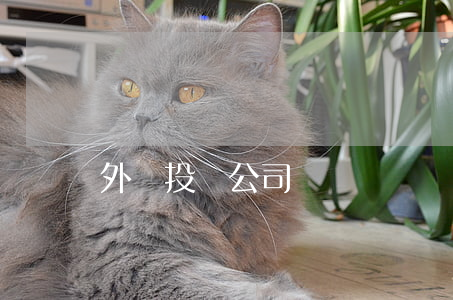 外匯投資公司
