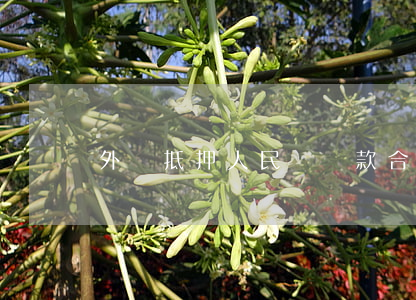 外匯抵押人民幣貸款合同