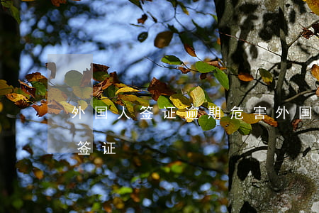 外国人签证逾期危害(外国人签证逾期 影响新签证)