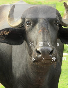 外國(guó)信用卡逾期怎么辦(國(guó)外的信用卡不還會(huì)怎么樣)