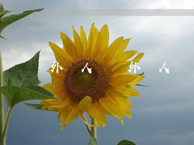 外國人簽證(外國人簽證延期辦理)