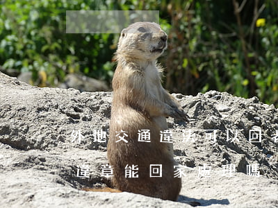 外地交通違法可以回老家辦理嗎(在外地開車違章能回家處理嗎)