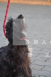 外地人可以在當地報法院嗎(外地人可以在當地報法院嗎)