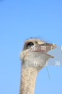 外地户口在上海可以起诉离婚吗(外地人可以在上海起诉离婚吗)