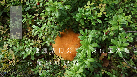 外地违法扣分可以支付宝处理吗(异地违章支付宝能处理吗)