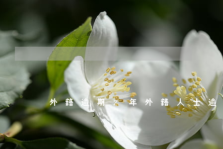 外籍逾期2年(外籍人士逾期逗留)