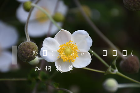 外貿(mào)會計業(yè)務(wù)如何核算