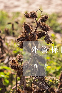 外資保險(xiǎn)公司是在中國境內(nèi)設(shè)立的嗎