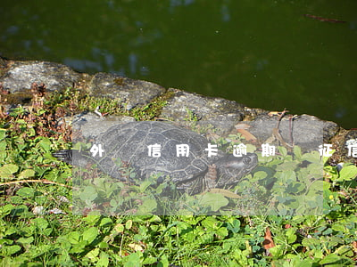 外賣信用卡逾期對征信影響嗎