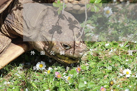 外面欠網(wǎng)貸該不該坦白(外面欠網(wǎng)貸該不該坦白)