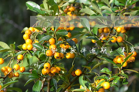 多个贷款软件逾期2年(有两次逾期可以贷款吗)