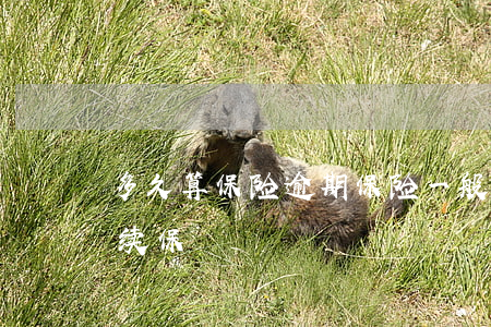 多久算保险逾期(保险一般逾期多长时间可以续保)