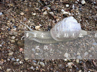 多享金匯逾期怎么還款(多享金匯2020年還放款嗎)