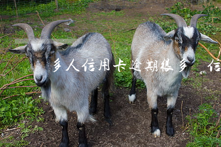 多人信用卡逾期(很多張信用卡逾期犯法么)