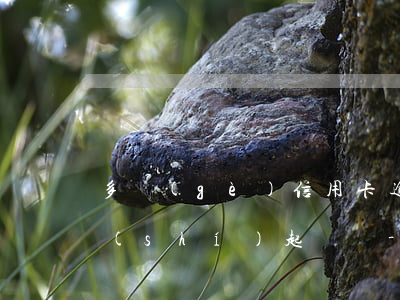 多個(gè)信用卡逾期會(huì)同時(shí)起訴嗎-同一張信用卡多次逾期,有些已超過5年