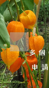多個(gè)網(wǎng)貸逾期還能再申請(qǐng)網(wǎng)上貸嗎-多個(gè)網(wǎng)貸逾期還能再申請(qǐng)網(wǎng)上貸嗎安全嗎