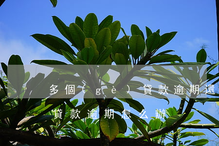 多個(gè)貸款逾期還不上(多個(gè)貸款逾期怎么辦)