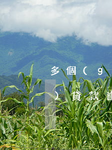 多個(gè)貸款逾期還能借嗎(多個(gè)貸款逾期怎么辦)