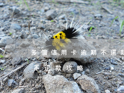 多個信用卡逾期不還款攻略(多個信用卡逾期不還款攻略)