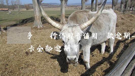 多個銀行信用卡信用貸款逾期-十幾個信用卡全部逾期了
