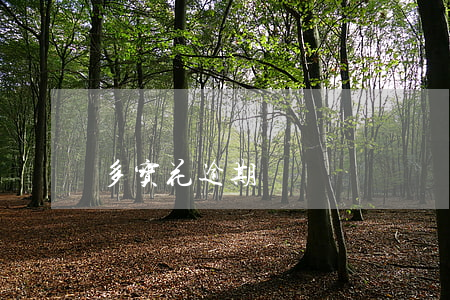 多宝花逾期