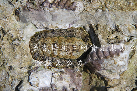 多家信用卡网贷逾期怎么办(多家信用卡网贷逾期怎么办)