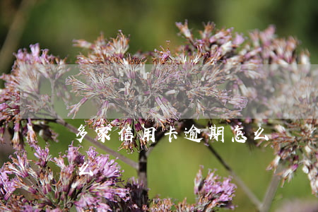 多家信用卡逾期怎么歸還(多張信用卡逾期怎么辦)