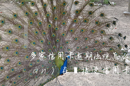 多家信用卡逾期法院怎么判決(法院現(xiàn)在還接受信用卡逾期案件嗎)
