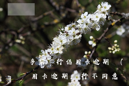 多家銀行信用卡逾期協(xié)商技巧(信用卡逾期銀行不同意協(xié)商怎么辦)