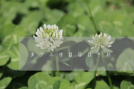 多少人借網貸還不起