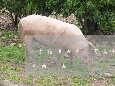 多少信用卡不還可以起訴(信用卡卡不還銀行真的會起訴嗎)
