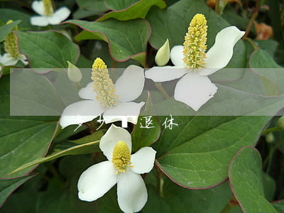 多少歲退休