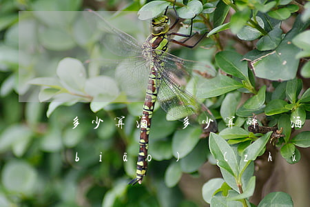多少算酒駕(多少算醉駕酒駕和醉駕處罰標(biāo)準(zhǔn))